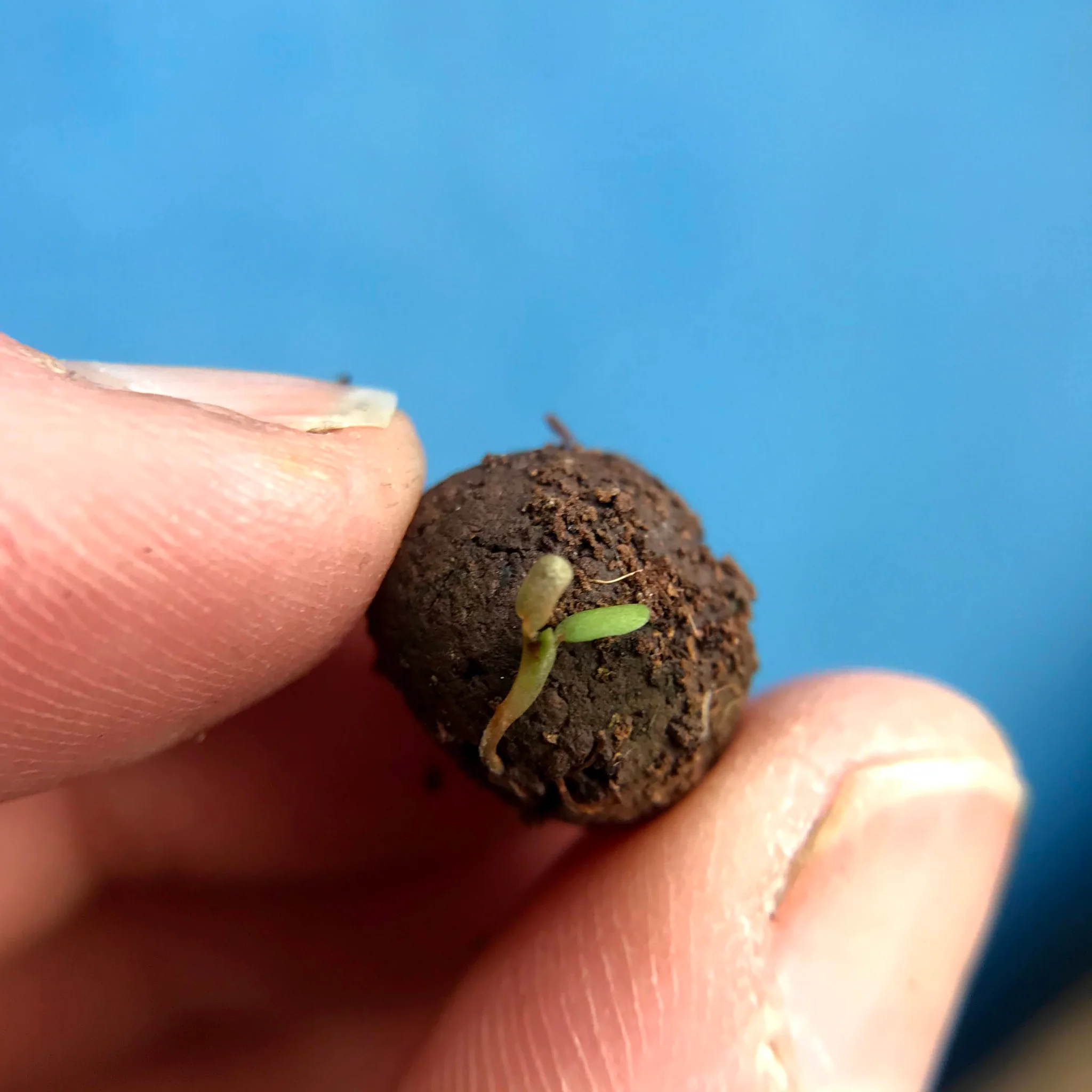 Seedball bee tin - Image 4